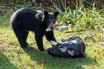 Fotobehang Beer Black Bear Tears Apart a Stolen Garbage Bag Looking For Food  © WideAwake