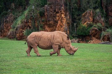 Obraz premium young rhino eating grass on mountains background