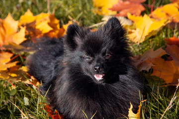 Cute black spitz dog sitting on the fallen leaves in autumn park.