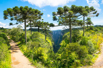 Fototapeta na wymiar Beautiful araucarias trees in Itaimbezinho Canyon - Cambara do Sul/Rio grande do Sul - Brazil