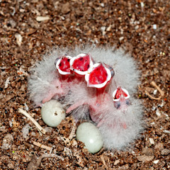 Common hoopoe chicks in the nest asking for food