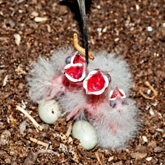 Common hoopoe feeding her chicks at nest