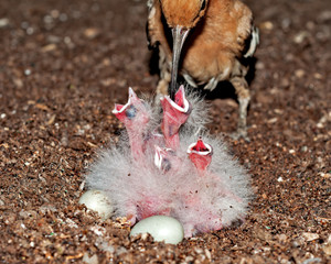 Common hoopoe feeding her chicks at nest