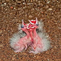 Common hoopoe chicks at nest calling for food