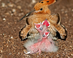 Common hoopoe with family in the nest