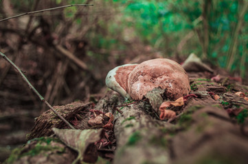 Mushroom raincoat on the bark of a tree
