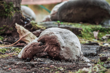 Mushroom raincoat on the bark of a tree