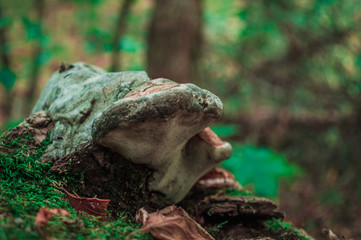 Mushroom raincoat on the bark of a tree