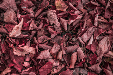 Texture of red dried fallen leaves