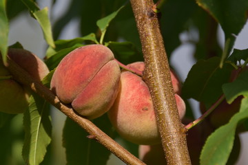 reife Pfirsich Obst auf dem Baum