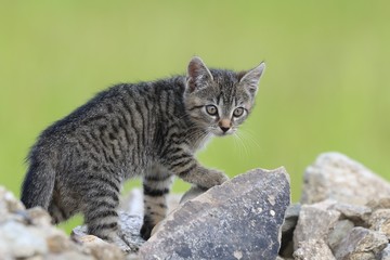cute little tabby kitten. felis silvestris catus.