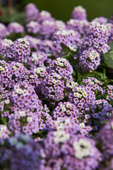 purple flowers in the garden