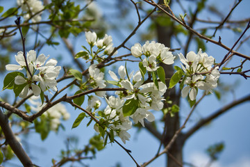 branch of apple tree with white flowers