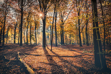 Golden Autumn Forest