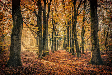 Golden Autumn Forest