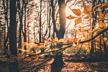 Golden Autumn Forest
