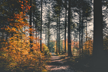 Golden Autumn Forest