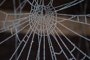 Spinnennetz eingefroren 