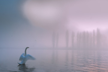 Flapping swan in fog