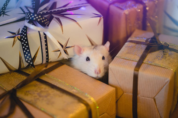 Cute rat with xmas gifts