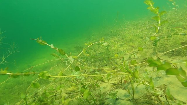 Flussbarsche in Brandenburger Gew&auml;sser