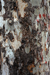 Beautiful structure of tree bark. Interesting texture of the tree surface.