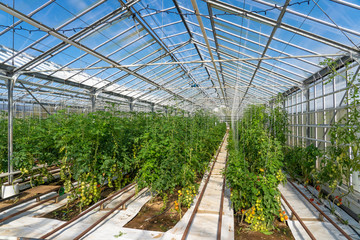 Fototapeta premium tomatoes growing in a green house, heated by geothermal energy