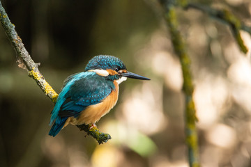 Portrait of Kingfisher sitting on a branch in the forest.
