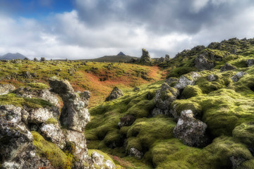 moss covered lava field in the highlands of Iceland