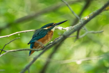 The Kingfisher sits on a small branch. The background is beautifully blurred in green. A life-size portrait of a bird.