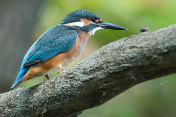 Kingfisher sitting on a branch. The feathers shimmer beautifully. Beautiful life-size portrait of a bird.