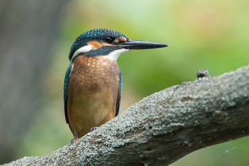 Kingfisher sitting on a branch. The large beak is set aside. Beautiful life-size portrait of a bird.