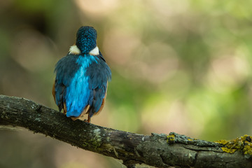 The Kingfisher sits on a branch with its back to the camera. Beautiful blue feathers.