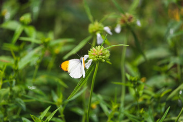 butterfly on a flower