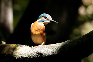 Kingfisher sitting on a branch. A beam of light falls beautifully on it. Everything is in shadow. A life-size portrait of a bird.
