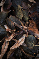 plant photo wallpaper