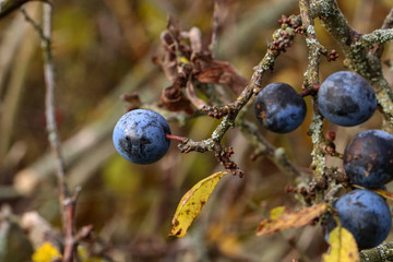 Blue berries of blackthorn ripen on bushes
