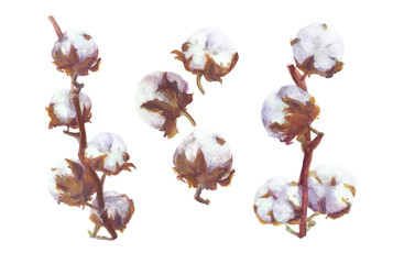 Cotton Bolls Vector Watercolor Branch and Wreath Painting. Handdrawn Botanical Set