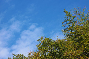 Obraz premium 대나무 숲