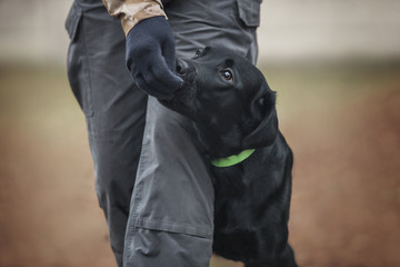 Labrador at the obedience training class. - 306577439