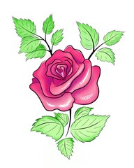 Rose illustration 