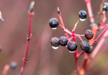 Black Berries With Water-drops Close Up