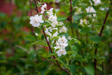 Beautiful spring cherry flowers. Photo of blossoming tree brunch with white flowers. Blooming branch in garden closeup.