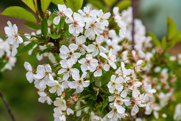 Beautiful spring cherry flowers. Photo of blossoming tree brunch with white flowers. Blooming branch in garden closeup.