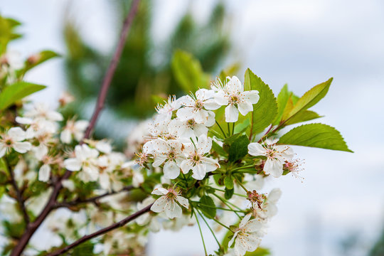 Beautiful spring cherry flowers. Photo of blossoming tree brunch with white flowers. Blooming branch in garden closeup.