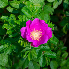 Bright pink blooming flowers of dog rose and green leaves on sunbeams in summer time, medicinal herbs for a health and healing, square
