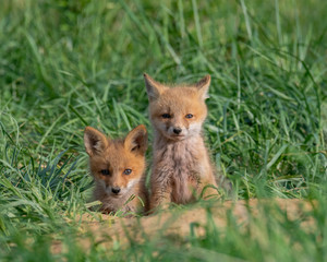 Naklejka na ściany i meble A pair of Red Fox Kits emerge from their den.