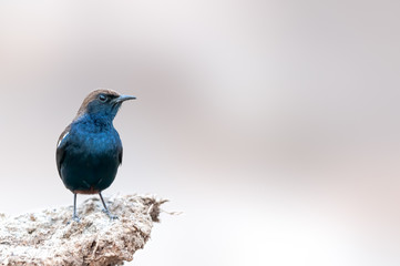 A male indian robin sitting and watching