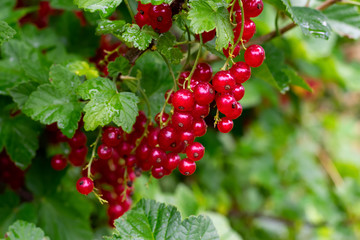 Juicy red current berries are hanging on a branch with green leaves with raindrops in summertime. Cultivation of red currant in countryside.