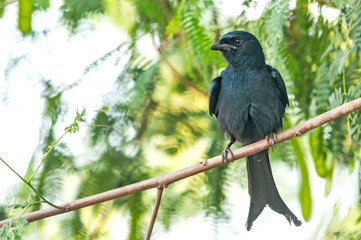 A black drongo sitting on a tree